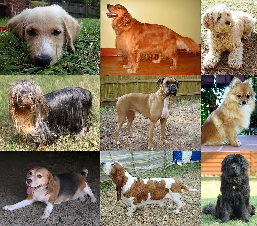 Kolekcja dziewięciu ras psów